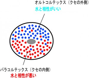 くせ毛②